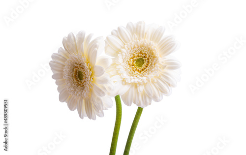 gerbera flowers isolated