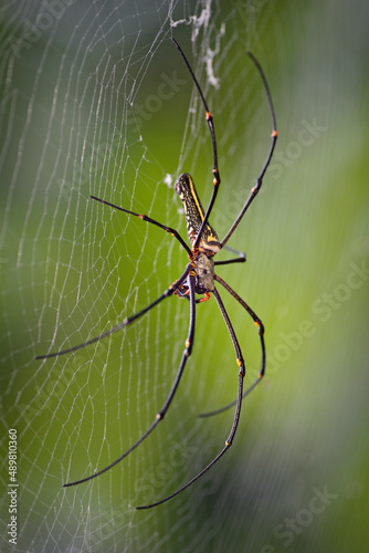 Giant Woodspider - Nephila pilipes, large colorful spider from Southeast Asia forests and woodlands, Sri Lanka.