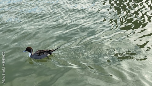 a single duck in the water of Ueno Shinobazu Pond, Tokyo Japan