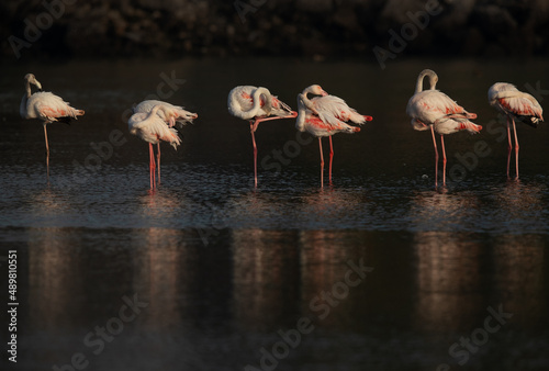 Greater Flamingos resting and preening  in the morning at Tubli bay, Bahrain