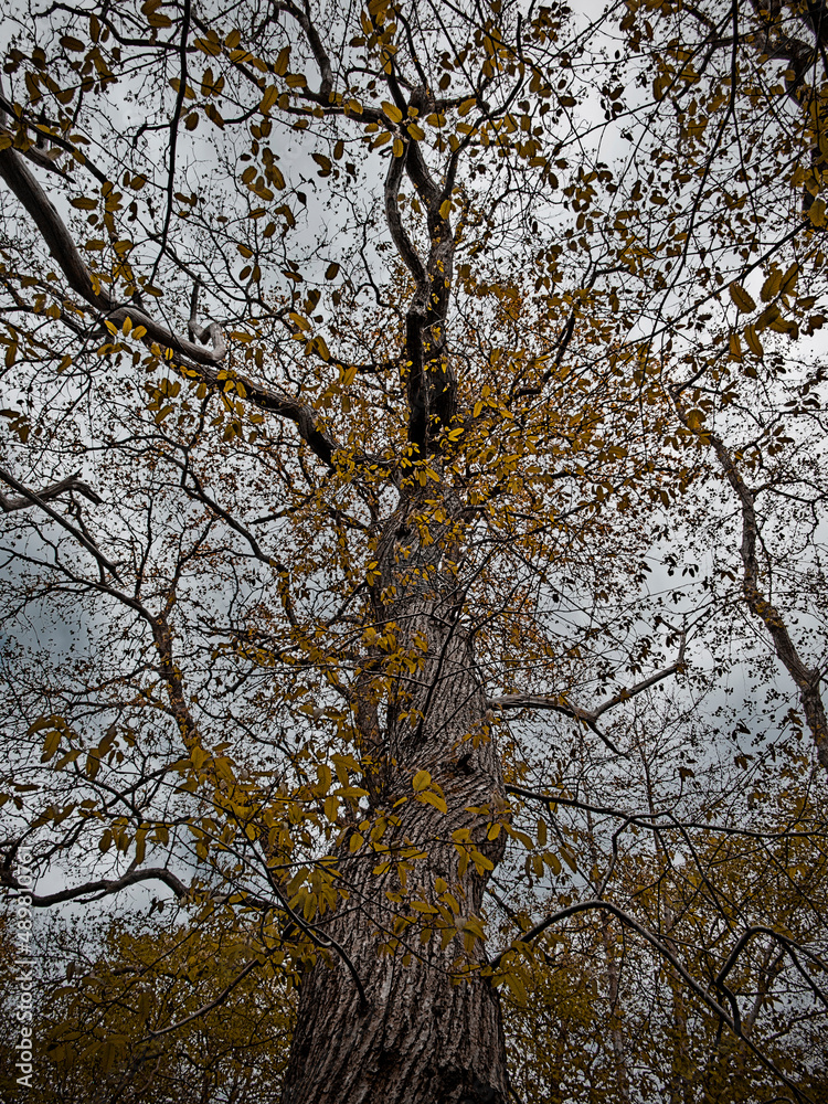 tree in woods tree in woods