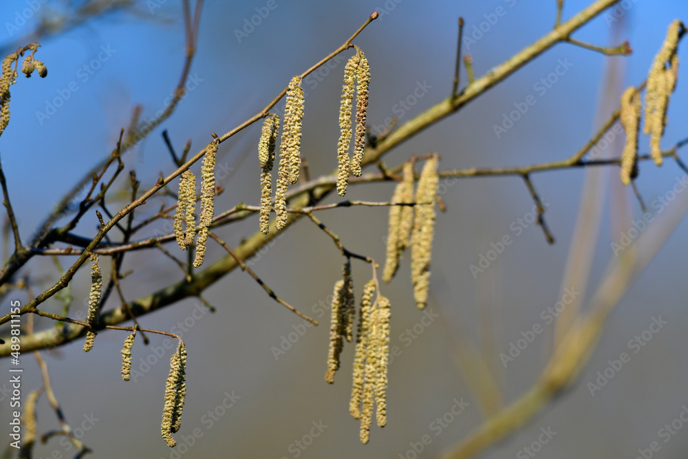Male inflorescence of the Common hazel // Männlicher Blütenstand der Gemeinen Hasel (Corylus avellana) Male inflorescence of the Common hazel // Männlicher Blütenstand der Gemeinen Hasel (Corylus avellana)