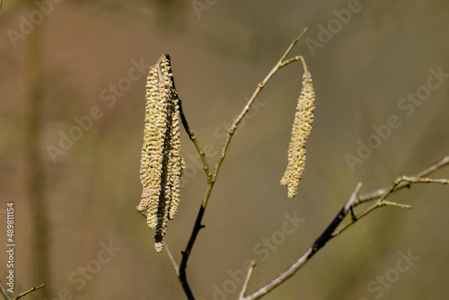 Männlicher Blütenstand der Gemeinen Hasel // Male inflorescence of the Common hazel (Corylus avellana) photo