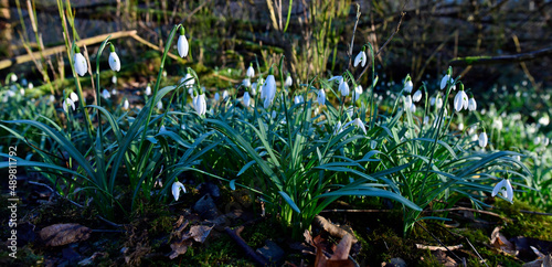 Common snowdrop // Schneeglöckchen (Galanthus nivalis) photo