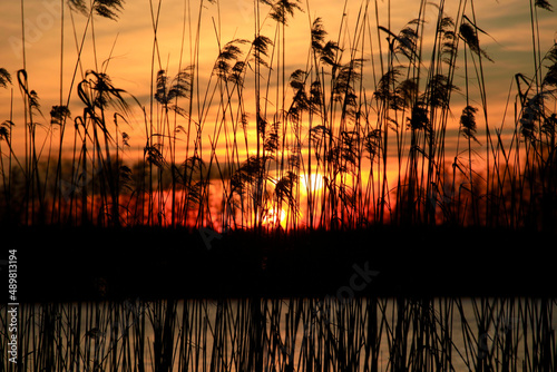 Silhouettes of reeds growing on lakeshore at winter sunset photo