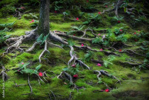 Camellia tree and blossoms fallen in the garden of Jonangu shrine in Kyoto, Japan photo