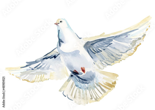 Fototapeta Flying white dove watercolor illustration