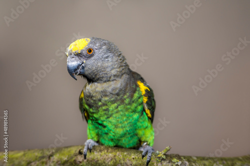 Studio portrait of Meyers parrot (Poicephalus meyeri) perching on branch photo
