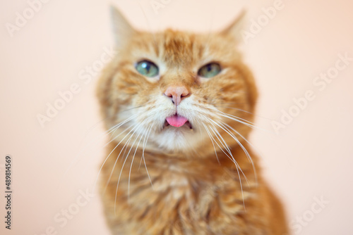 Lovely old cat looking somewhere and showing its tongue. Selective soft focus. © Vladimir Arndt