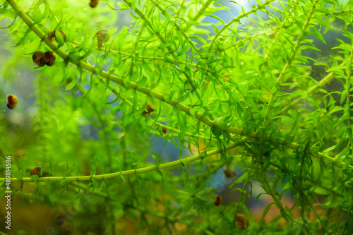 Aquatic plant - elodea in aquarium. Selective focus. photo