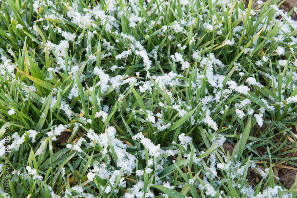 young wheat covered with snow in spring season. 