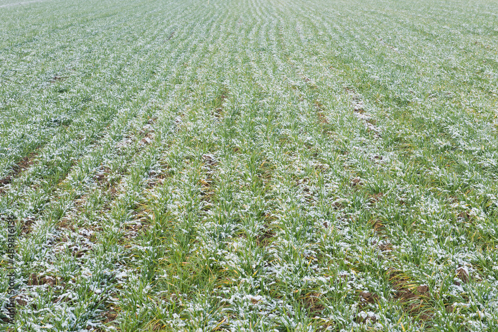 Wheat field covered with snow in spring season. Wheat field covered with snow in spring season.