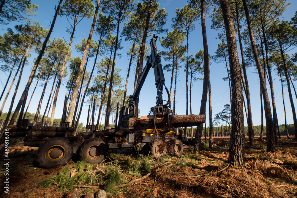 porter for logging, picking up pine logs for storage porter for logging, picking up pine logs for storage