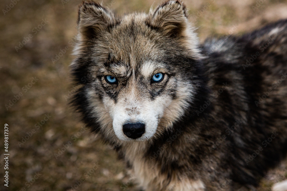 beautiful domestic gray dog with blue eyes on the ground beautiful domestic gray dog with blue eyes on the ground