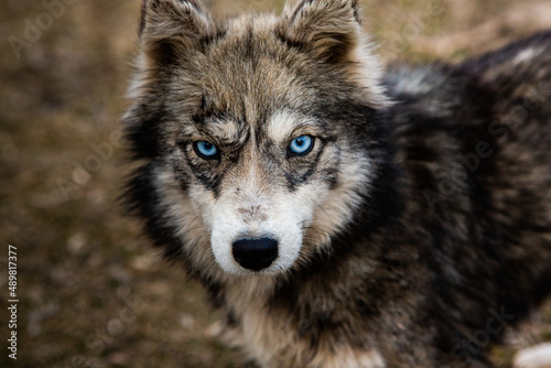 beautiful domestic gray dog ​​with blue eyes on the ground