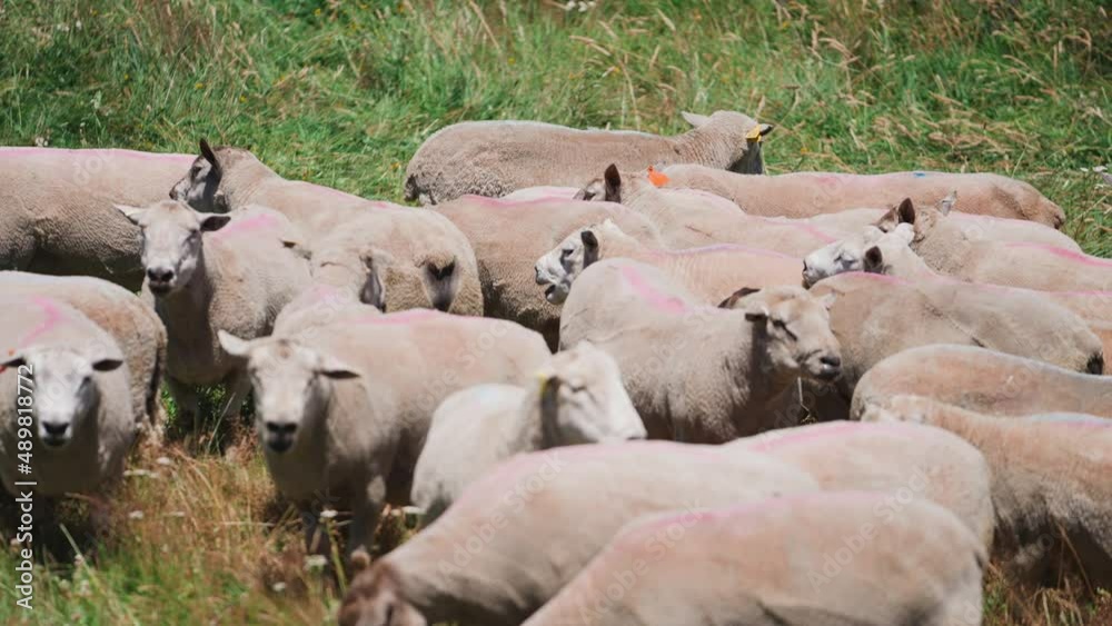 Group of white shaved sheep standing together in safety, grass field Group of white shaved sheep standing together in safety, grass field