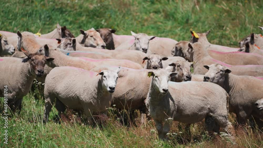 Anxious looking herd of white shaved sheep in grass farm land Anxious looking herd of white shaved sheep in grass farm land