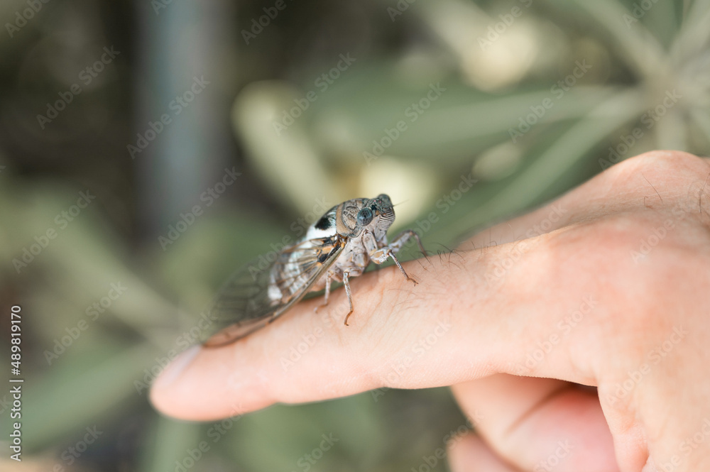 male hand holding cicada cicadidae a black large flying chirping insect or bug or beetle on finger. man researcher exploring animals living in hot countries in Turkey
