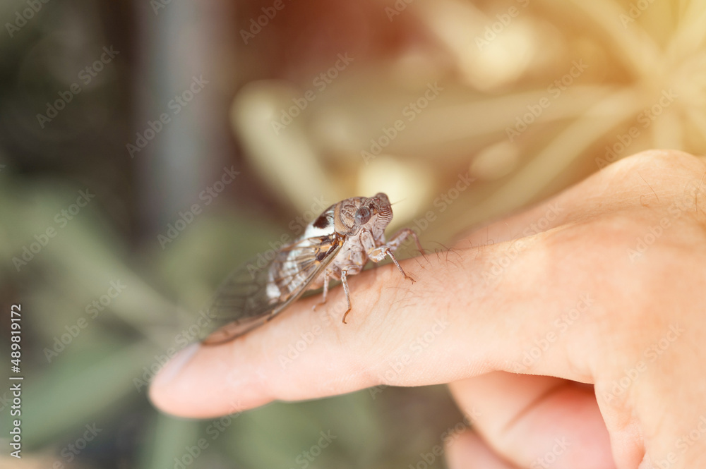 male hand holding cicada cicadidae a black large flying chirping insect or bug or beetle on finger. man researcher exploring animals living in hot countries in Turkey. flare