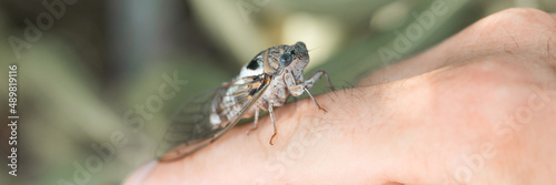 male hand holding cicada cicadidae a black large flying chirping insect or bug or beetle on finger. man researcher exploring animals living in hot countries in Turkey. banner
