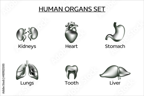 Set of vector human organs. The set contains the liver, kidneys, lungs, heart, stomach, teeth. Medicine, internal organs. Black and white collection of 3d vector icons.