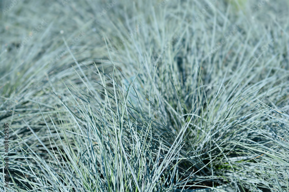 Blue fescue Blue fescue