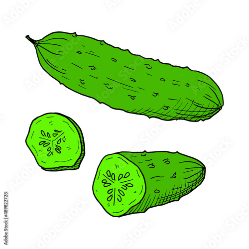 Green cucumber. Hand-drawn sketch. Vector illustration isolated on white.