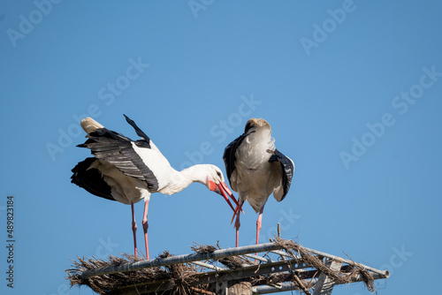 stork in the nest