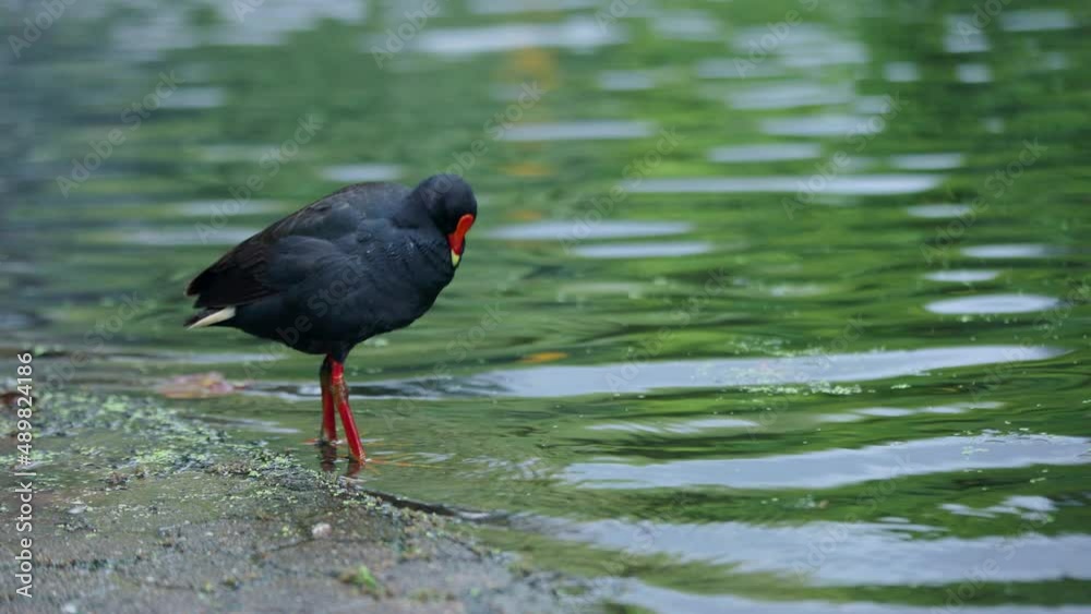 Dusky moorhen shaking off water and preening beside pond Dusky moorhen shaking off water and preening beside pond