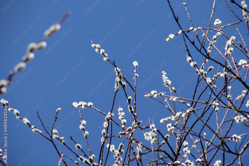 branches of a willow