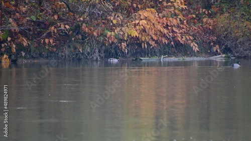 Mallard duck in calm river. Water flowing in pristine alpine valley. Colorful shore in autumn or fall season. Amazing nature in Slovenia. Telephoto view of wild animal. Static shot, real time
