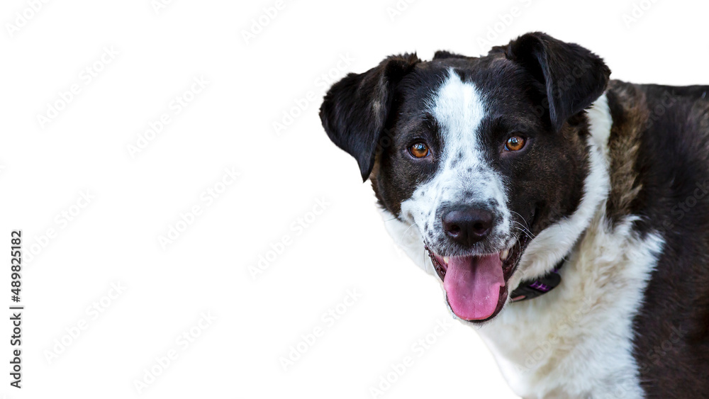 Portrait of a happy black and white dog with floppy ears making eye contact isolated on a white background with room for text