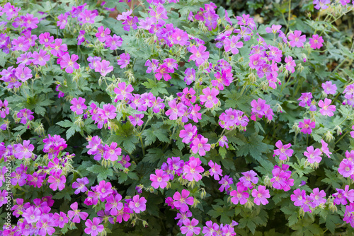 Geranium flowers, geranium sylvaticum close up, UK photo