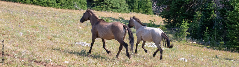 Two wild horses running in the Pryor Mountain in Montana United States Two wild horses running in the Pryor Mountain in Montana United States