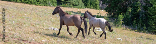 Two wild horses running in the Pryor Mountain in Montana United States