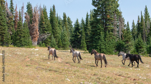 Small band of five wild horses running uphill in the Pryor Mountain in Montana United States