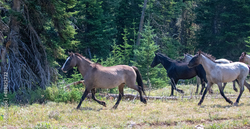 Herd of wild horses on the run in the Pryor Mountains in Montana United States