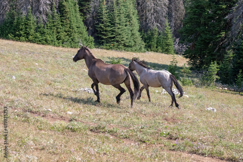 Pair of wild horse mustangs galloping in the Pryor Mountain in Montana United States
