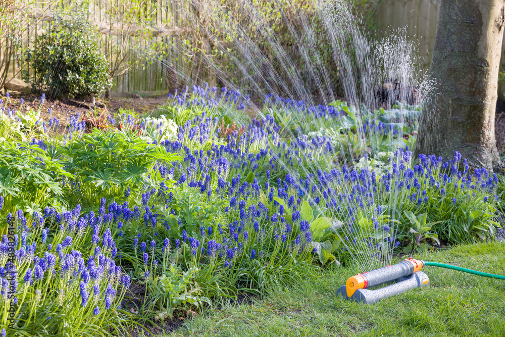 Garden sprinkler watering flowers, irrigation system, UK - obrazy, fototapety, plakaty 