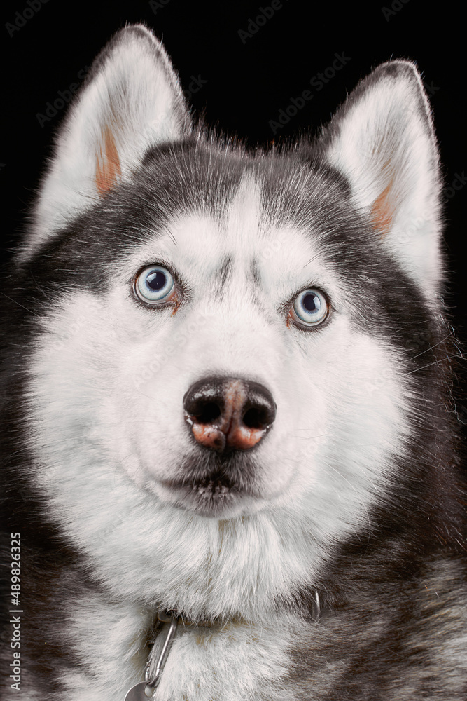 Portrait husky dog. Studio portrait head siberian husky dog close-up