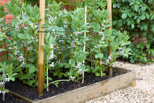 Slika na platnu Broad beans in flower, plants growing in a UK vegetable garden