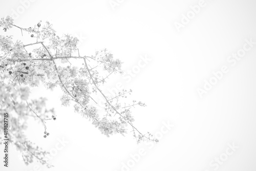 Blur black and white Prunus cerasoides