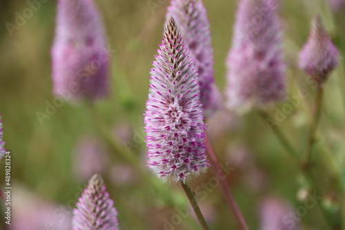 Purple Mulla Mulla in the Cape Range National Park near the town of Exmouth in Western Australia.