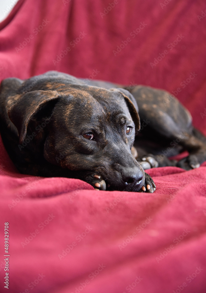 American Stanford Terrier in a red background American Stanford Terrier in a red background