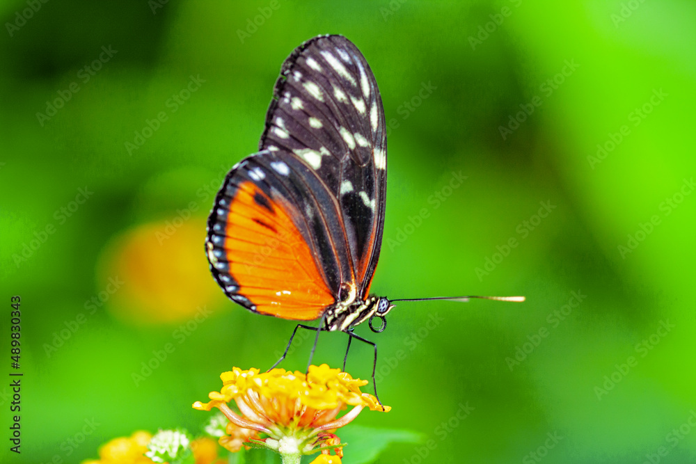 Papillon Heliconius hecale sur une fleur Papillon Heliconius hecale sur une fleur
