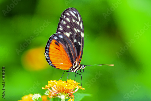 Papillon Heliconius hecale sur une fleur