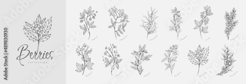 Different berries floral branch set. Hand drawn line wedding herb, elegant leaves for invitation save the date card. Botanical rustic trendy greenery
