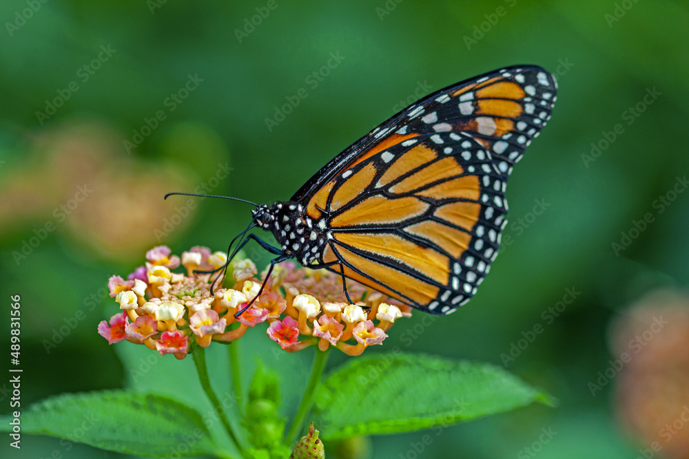 Papillon monarque, danaus plexippus, sur une fleur Papillon monarque, danaus plexippus, sur une fleur