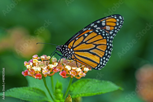 Papillon monarque, danaus plexippus, sur une fleur © guitou60
