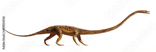 Tanystropheus, extinct reptile from the Middle to Late Triassic epochs, isolated on white background © dottedyeti